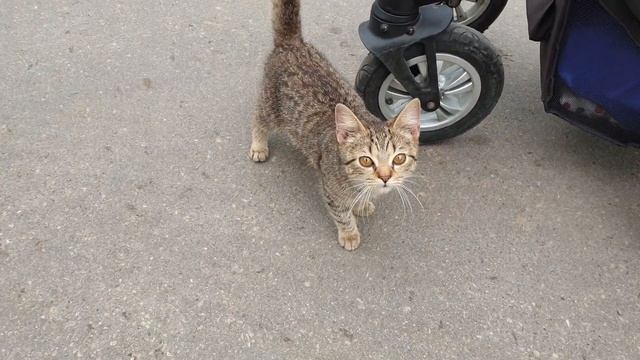 Уличный котёнок смотреть онлайн