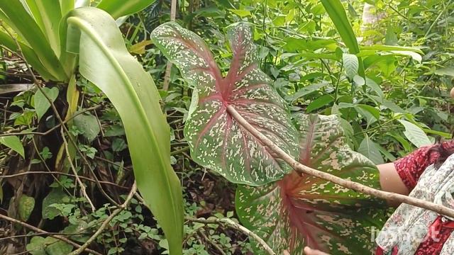 നാടൻ ചെടികൾ തേടി കാട്ടിൽ ഒരു ചെടി വേട്ട /plant Hunting /zero Cost Plant Hunting In Wild
