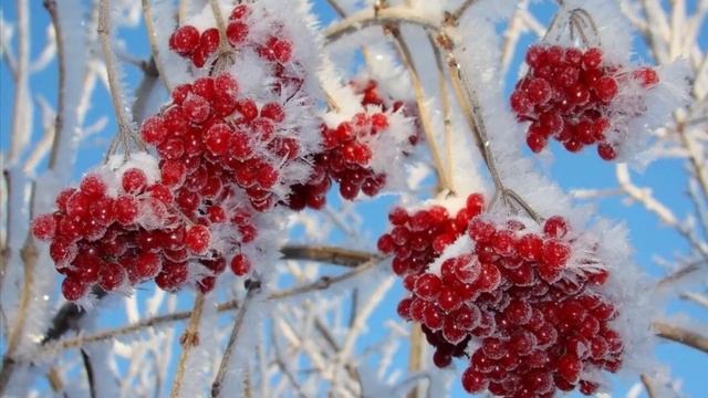 Самые красивые кустарники для сада. часть 2 смотреть онлайн