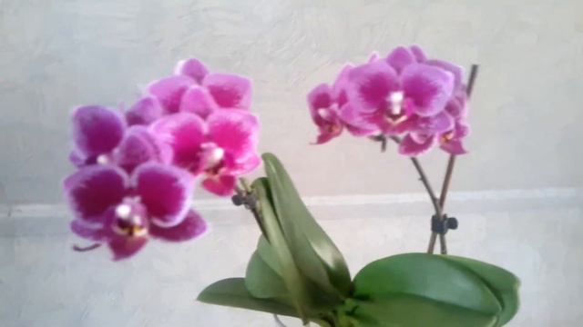 Phalaenopsis Chia E Yenlin смотреть онлайн