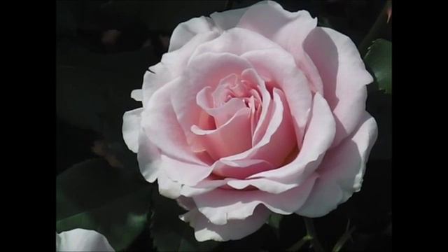 薔薇「ピンクフレンチレース」×ROSE「Pink French Lace」 смотреть онлайн