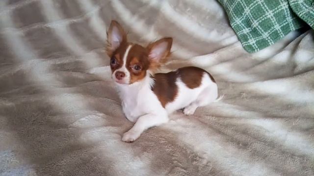 Щенки чихуахуа из питомника. 89055466692 смотреть онлайн