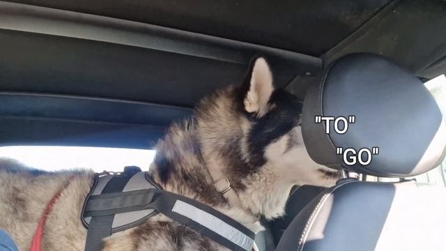 Old Husky Is Taken To The Place He Most Dreads! смотреть онлайн