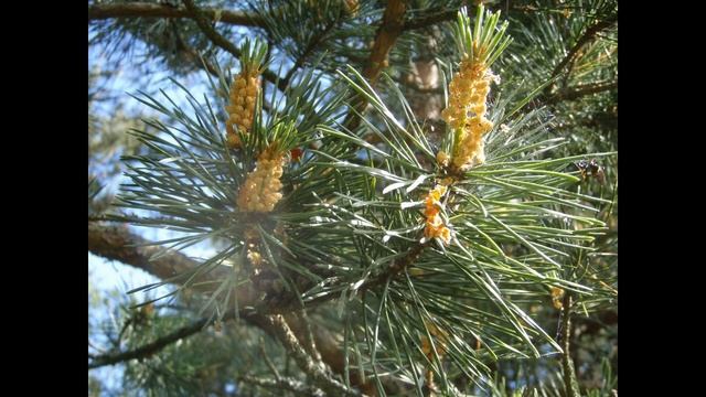 Куршская коса автор муз слов и фото А Костромитин смотреть онлайн