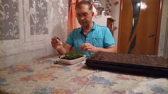 Бархатцы пикировка рассады в домашних условиях. смотреть онлайн