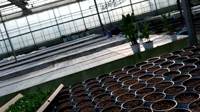 Lisianthus flowers planting