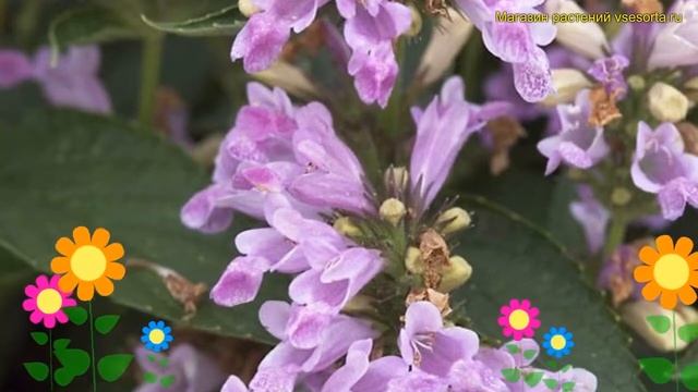 Котовник полусидячий Канди Кэт. Краткий обзор, описание характеристик nepeta manchuriensis Candy Ca смотреть онлайн