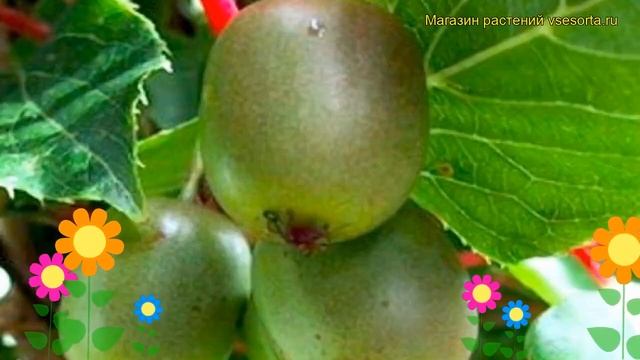 Актинидия аргута Рогов. Краткий обзор, описание характеристик actinidia arguta Rogow смотреть онлайн