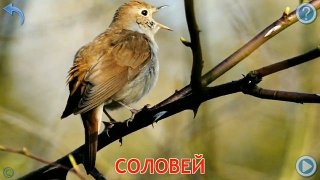 Карточки Домана Часть 4 Птицы смотреть онлайн