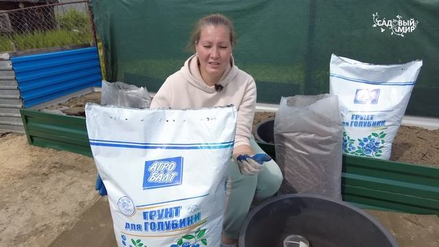 Сажаем голубику в июле. Способ, о котором вы точно не знали - урожай ведрами! смотреть онлайн