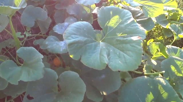 Скоростная уборка небывалого урожая тыквы,моркови и фасоли! Сентябрь 2023 смотреть онлайн