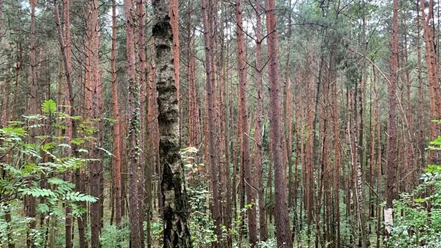 Music For Sleep, Healing Music, Relaxation Music, Forest, Birds, Noise Of Leaves, Relaxing Music.