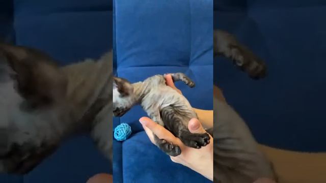 ПРОДАЮТСЯ КОТЯТА ДЕВОН РЕКС. Питомник "Metter cats" Юлия Меттер г. Санкт- Петербург, 📞+ 79213027327 смотреть онлайн