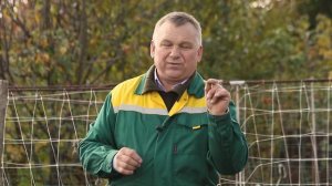 Проверка эффективности  препарата "Престиж" против колорадского жука