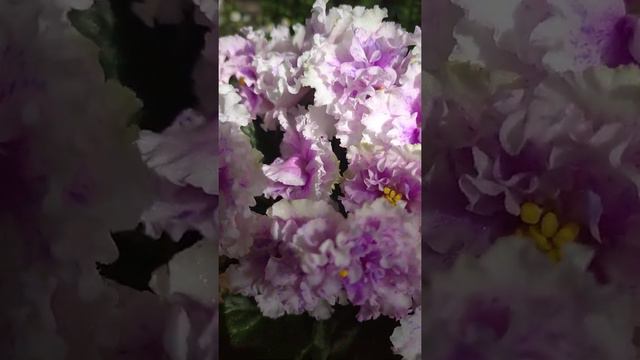 Фиалка Bold party girl смотреть онлайн