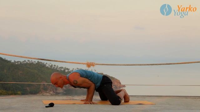 Йога для начинающих Маюрасана видео различных вариантов сложности. смотреть онлайн