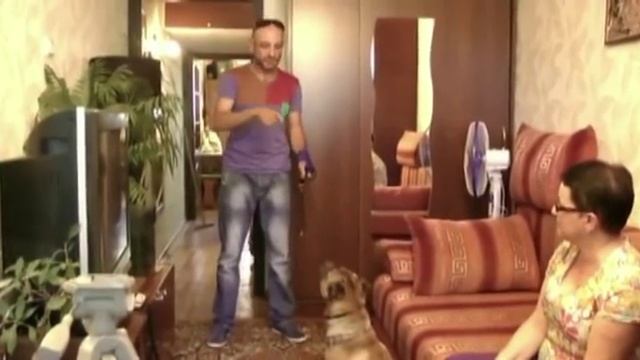 Шарпей агрессор