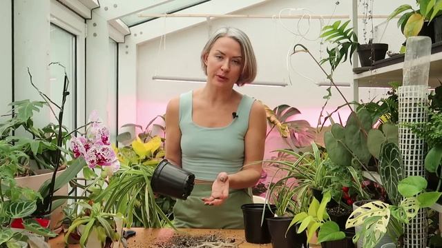 Уход за зелёной стеной в доме / 2 часть