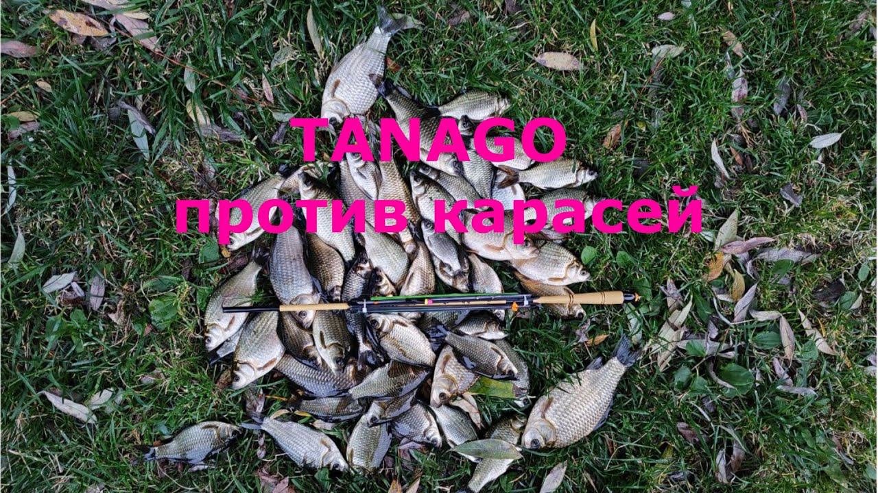 #456 TANAGO против карасей | Купил подачек складной (восьмеркой) DAYO | смотреть онлайн