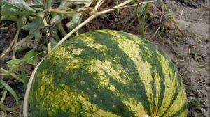 Арбуз ТРОФИ F1 ??на 20 июля. Как не ЛОХАНУТЬСЯ ?