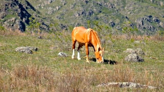 Ваш отдых на Алтае смотреть онлайн
