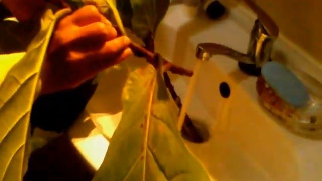 Ficus Lyrata Pruning смотреть онлайн