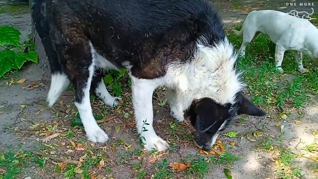 Big black and white dog and his friends!!!?❤️ смотреть онлайн