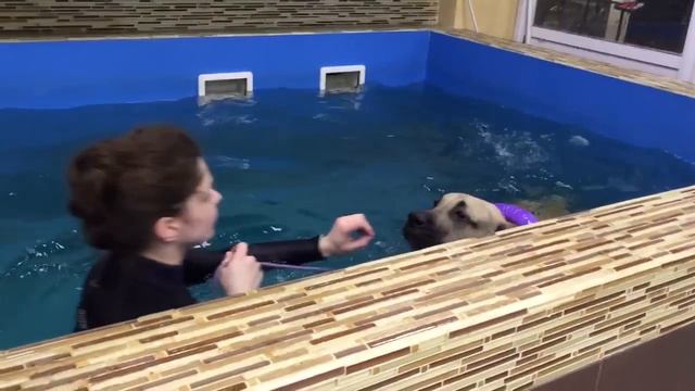 Канарский дог Zefir Duenos de la Vida занятия в бассейне смотреть онлайн