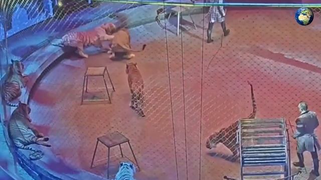 Запашный выстрелил в взбесившегося тигра во время выступления смотреть онлайн
