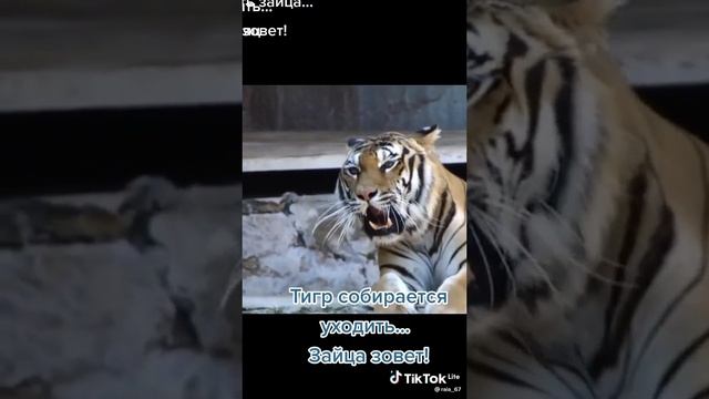 тигр уходит заяц приходит |･ω･) смотреть онлайн