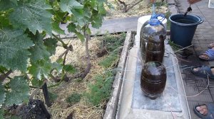 Помидоры "вверх ногами". Часть 1. Посадка.