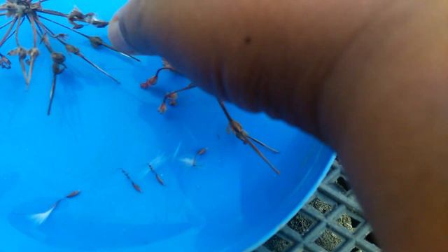 281,,,How To Collect Geranium Seeds  Care Of Geranium In Summers Full Information