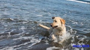 ПРО СОБАКУ.  Исполняет Светлана Копылова