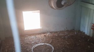 Когда переводить индюков на свиной комбикорм//обзор//рекомендации.