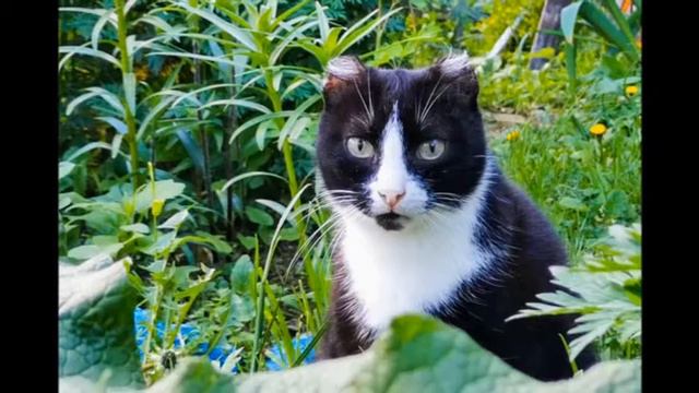 Ищут дом и хозяина! Наши пушистики хотят быть единственными и любимыми! смотреть онлайн