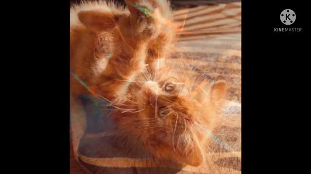 песня про симбу "милый кудряшка" смотреть онлайн