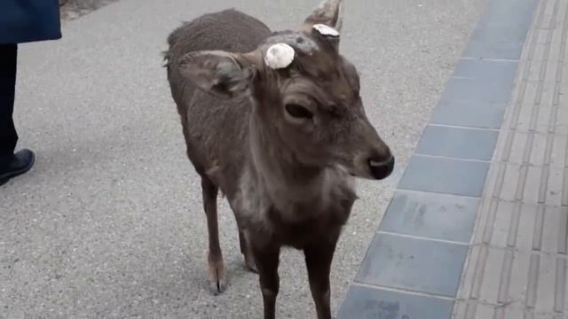 Нара. Олени и человек в Японии.Nara. Deer. Amazing combination of deer and man in Japan. смотреть онлайн