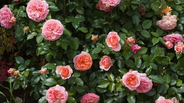 Прекрасная роза Чиппендейл . смотреть онлайн