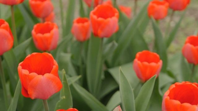 УЛЬТРА РАССЛАБЛЯЮЩАЯ МУЗЫКА для исцеления тела, разума и души ? Музыка для сна, души и тела смотреть онлайн