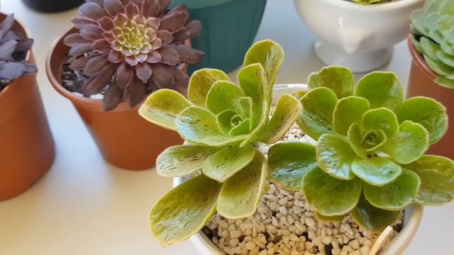 Mi Coleccion de Aeoniums y sus Cuidados 😊😊💕💕💕 смотреть онлайн