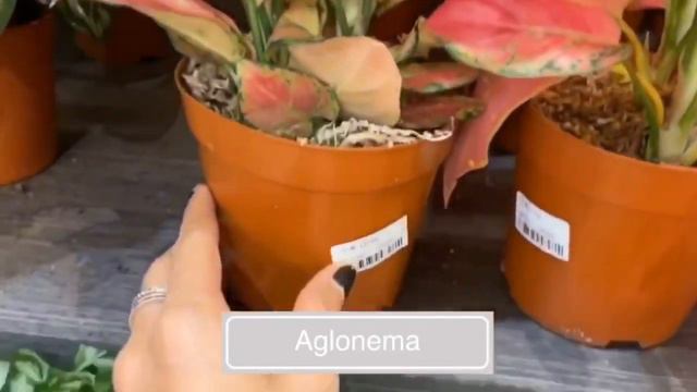 AGLAONEMA DI HONGKONG 🇭🇰 MURAH BANGET😱🌱 смотреть онлайн