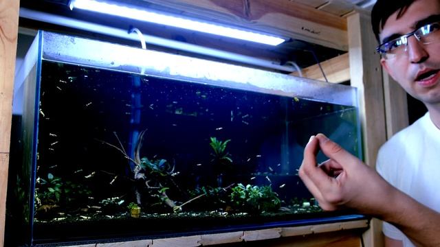 BABY SHRIMP FOOD - should You use it for shrimp tank? смотреть онлайн