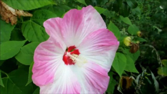 ?My beautiful pink Hibiscus flower? смотреть онлайн