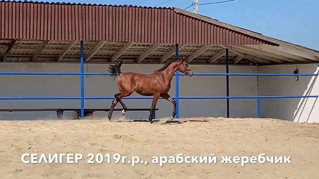 СЕЛИГЕР Часть 2. Продажа лошадей, арабская чистокровная, жеребец #арабская #лошадь #жеребец #Айғыр смотреть онлайн