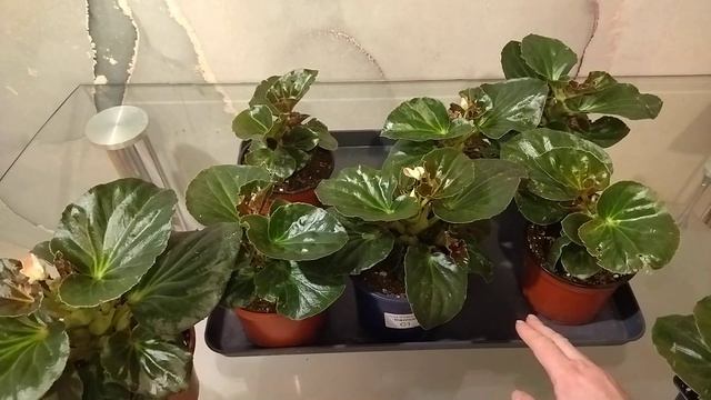 Бегония Мегаватт 4 месяца от всходов. Первые бутоны. смотреть онлайн