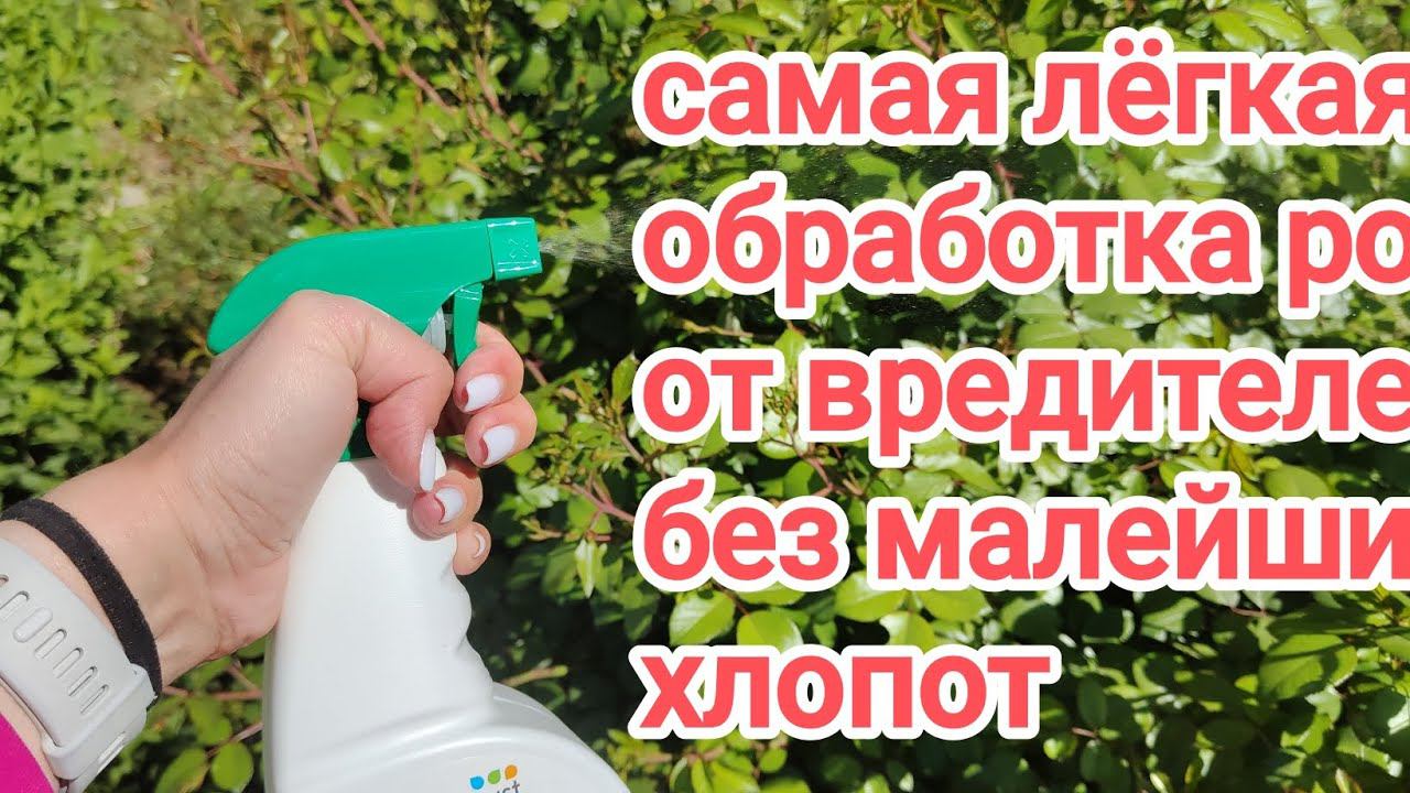 Максимально простой и удобный способ обработки роз от вредителей!!! смотреть онлайн