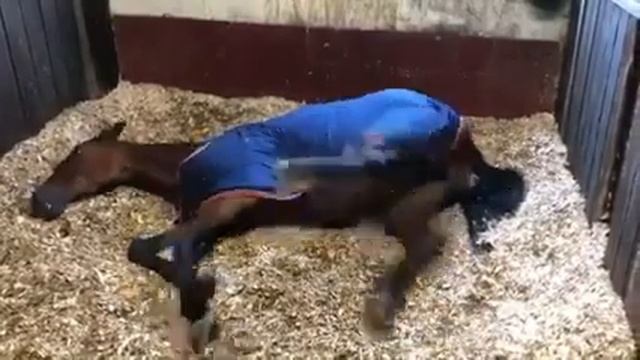 Лошадь скачет во сне. смотреть онлайн