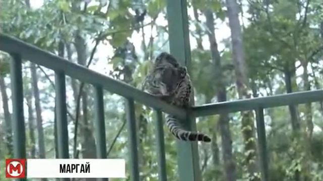 самые редкие животные #2 смотреть онлайн