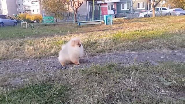 Иллинойс от Панды Шарм смотреть онлайн