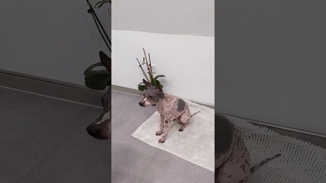 Cooper following orders to get his treats | Cute dog - American Hairless Terrier смотреть онлайн